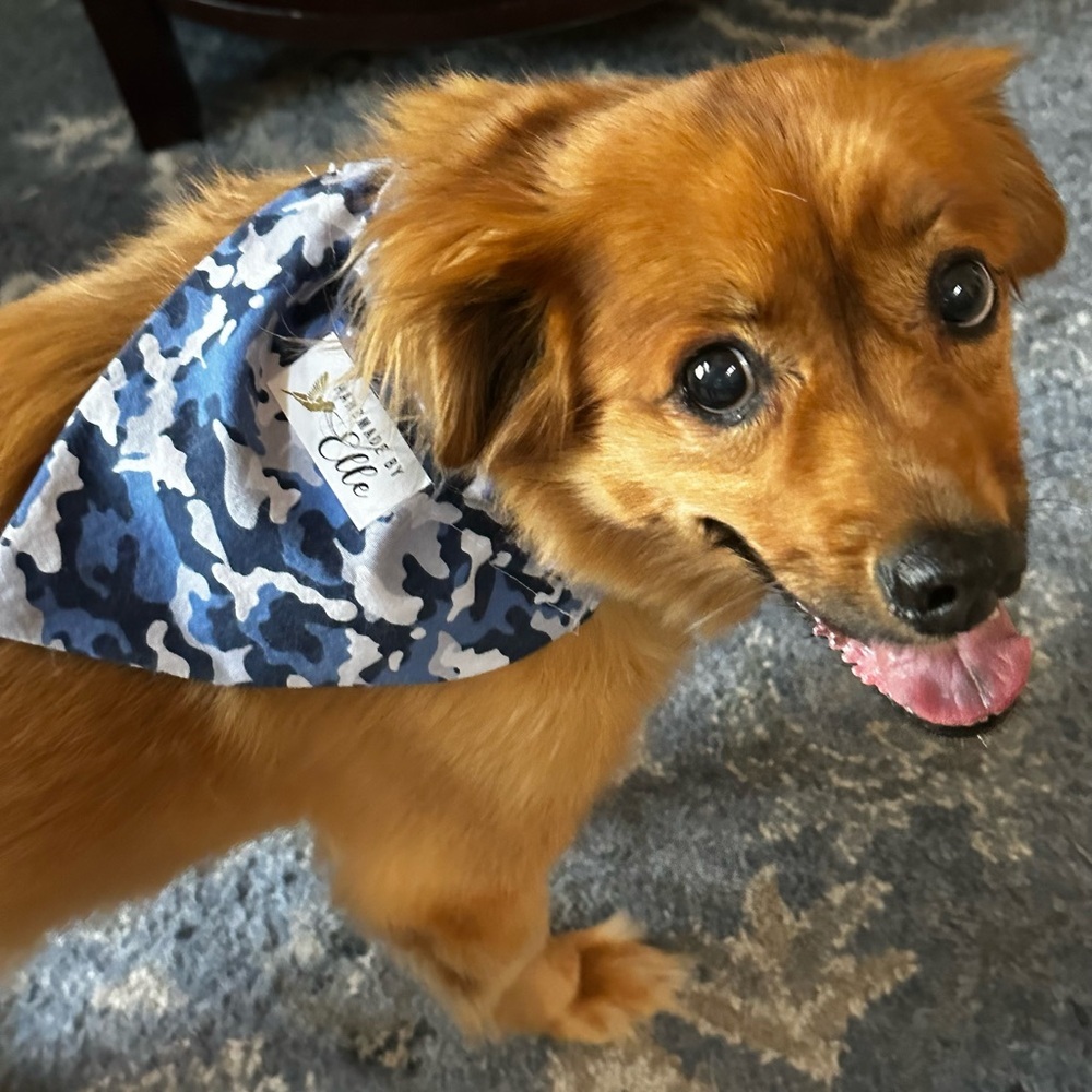 Dog Bandana Various Patterns